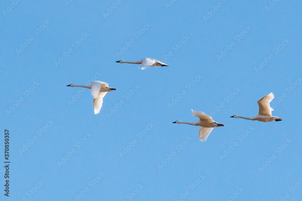 Obraz premium Four white mute swan flying in the blue sky in rectangular shape.