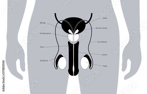 Male reproductive system