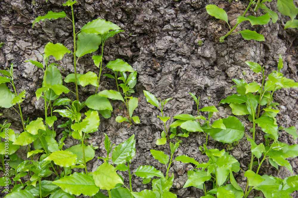 old log with new shoot and fresh green leaves, new life-conceptYoung shoots on an old tree. An old log with a new shoot and fresh green leaves, new life - concept old log with new shoot and fresh green leaves, new life-conceptYoung shoots on an old tree. An old log with a new shoot and fresh green leaves, new life - concept