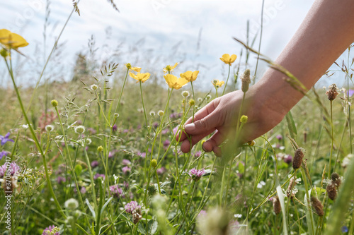 Girl's hand picking buttercup flowers from a meadow photo