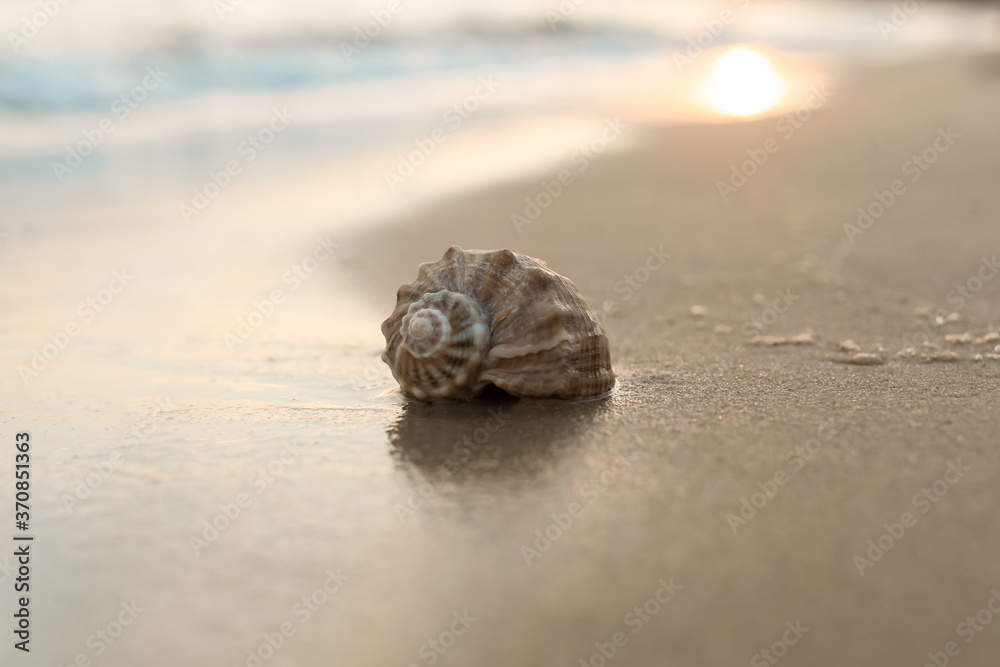 Sandy beach with beautiful seashell on sunny day, closeup Sandy beach with beautiful seashell on sunny day, closeup