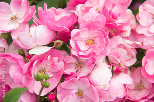 Lots of pink flowers. Beautiful Roses Background