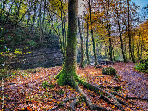 Slika na platnu Slovenia, Moss covered tree in autumn forest
