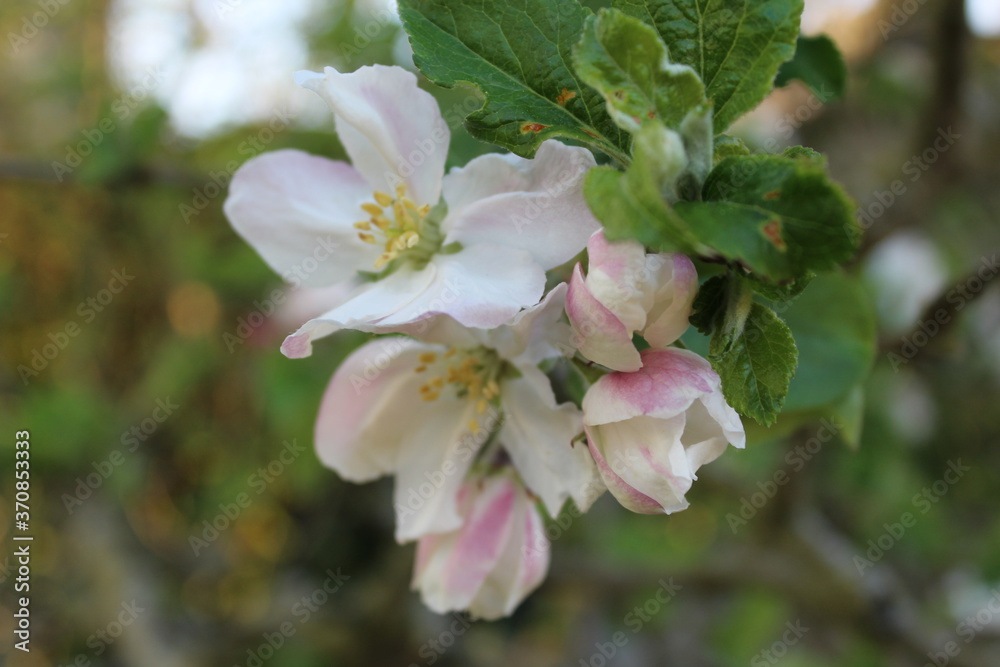 fleur de pommier fleur de pommier