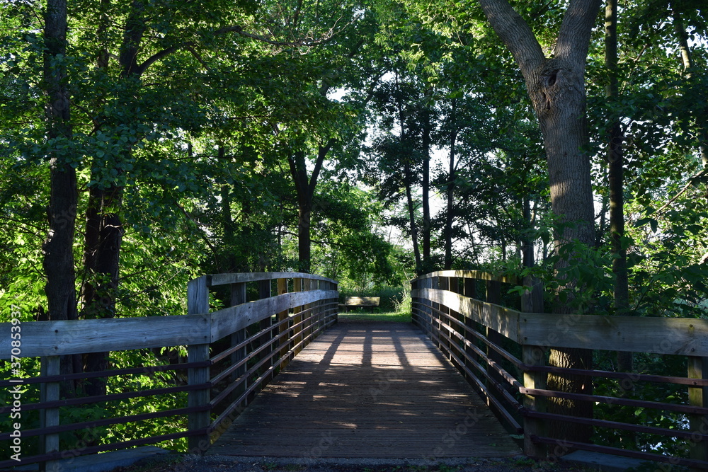 Quiet summer landscape with a sunlit wooden walkway surrounded by green trees