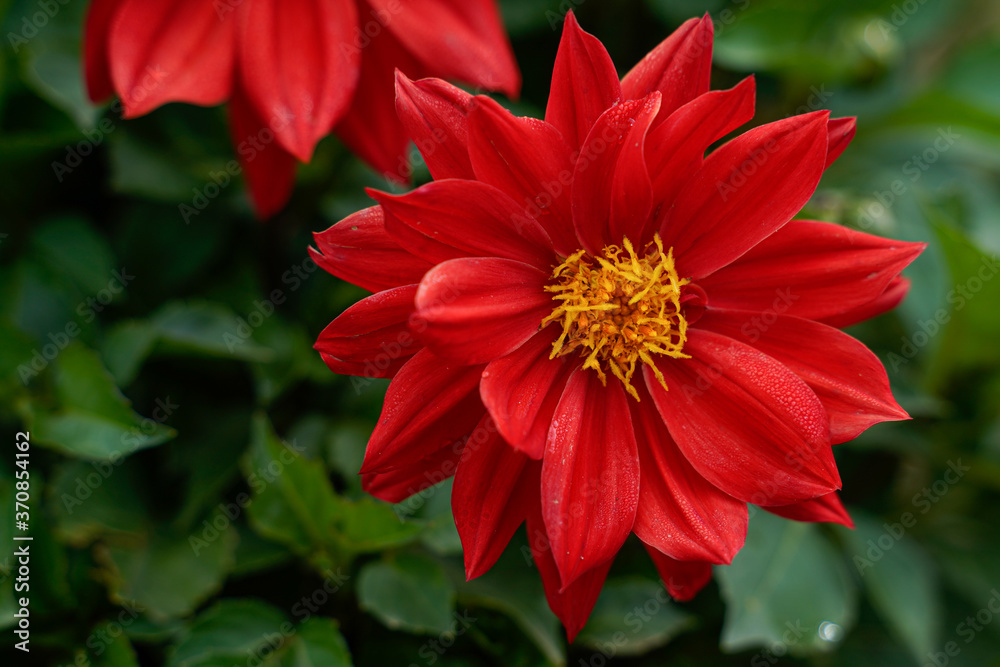 Bright red dahlia flower with a stunning yellow center. Bright red dahlia flower with a stunning yellow center.