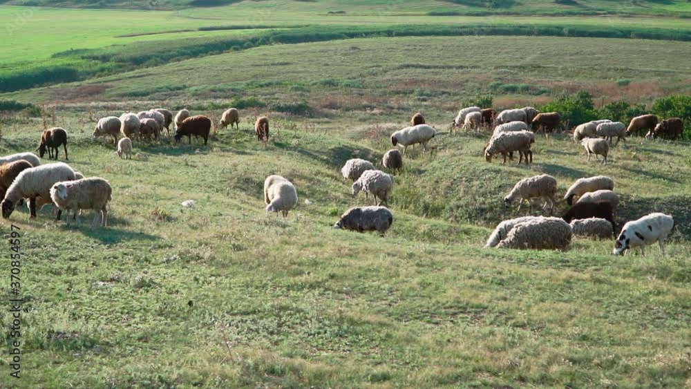 Herd sheep standing and graze beautiful field. Agriculture and cattle breeding. Slow motion Herd sheep standing and graze beautiful field. Agriculture and cattle breeding. Slow motion