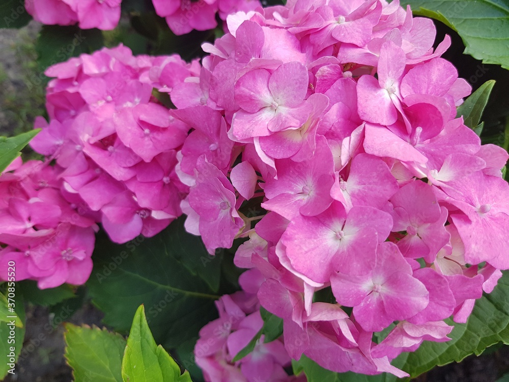 Small flowers with pink petals