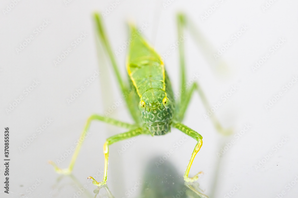 A macro shot of a Katydid, also known as a leaf bug, which has a leaf shaped camouflage. The bug is in the grasshopper and cricket family. A macro shot of a Katydid, also known as a leaf bug, which has a leaf shaped camouflage. The bug is in the grasshopper and cricket family.