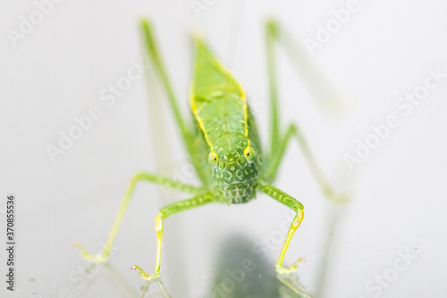 A macro shot of a Katydid, also known as a leaf bug, which has a leaf shaped camouflage. The bug is in the grasshopper and cricket family.