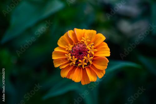 Small  orange zinnia flower growing in the garden.