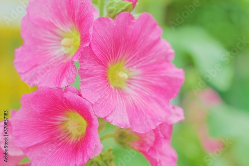 tres hermosas alceas juntas en jardín con fondo verde, alcea rosea, precioso, rosa, color, primavera
