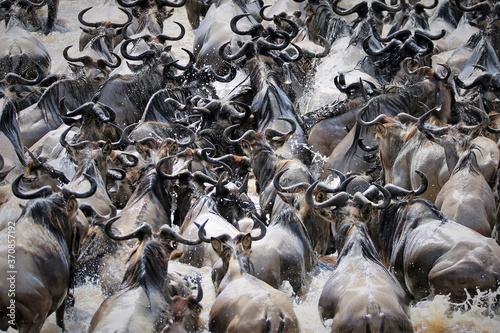 wildebeest migration