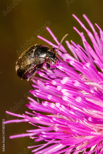 Black beetle on pink thistle flower. Podonta sp. from the family Alleculinae.