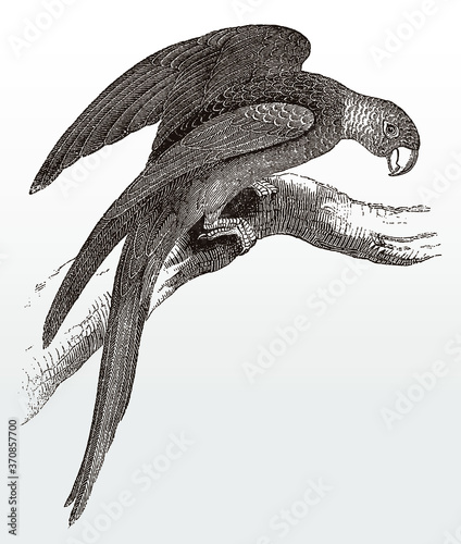 Extinct Carolina parakeet, conuropsis carolinensis sitting on a branch and spreading its wings, after an antique illustration from the 19th century