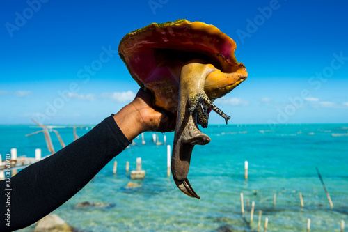 Cropped hand of woman holding queen conch against sea, Providenciales, Turks And Caicos Islands photo