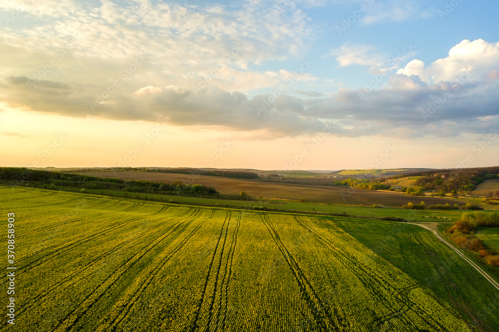 Aerial view of bright green agricultural farm field with growing rapeseed plants at sunset.