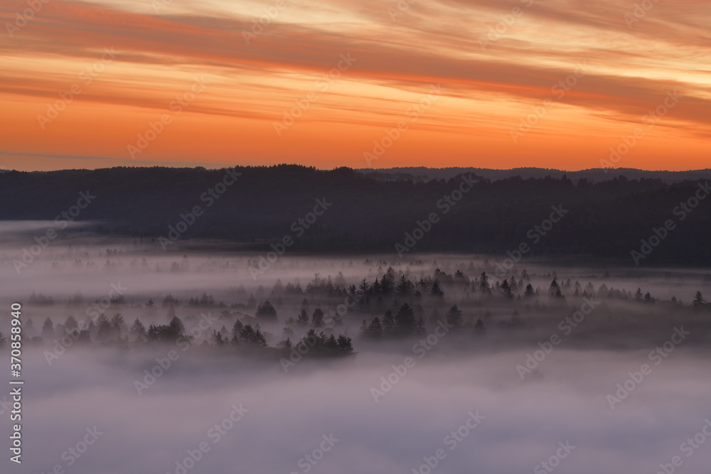 Germany, Bavaria, Pupplinger Au, Forest shrouded in thick fog at moody dawn
