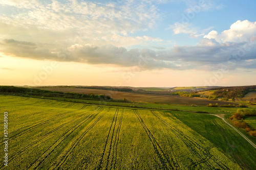 Aerial view of bright green agricultural farm field with growing rapeseed plants at sunset.