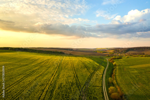 Aerial view of bright green agricultural farm field with growing rapeseed plants and cross country dirt road at sunset. © bilanol