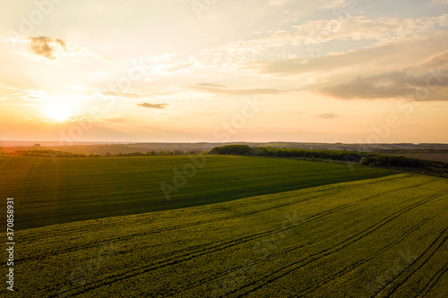 Aerial view of bright green agricultural farm field with growing rapeseed plants at sunset.