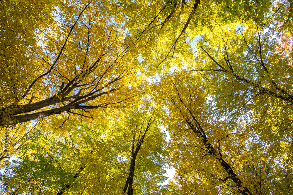 Perspective from down to up view of autumn forest with bright orange and yellow leaves. Dense woods with thick canopies in sunny fall weather. Perspective from down to up view of autumn forest with bright orange and yellow leaves. Dense woods with thick canopies in sunny fall weather.