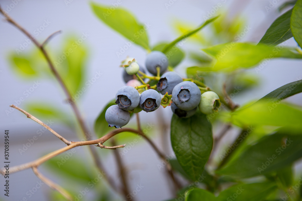 Blueberries on Bush Blueberries on Bush