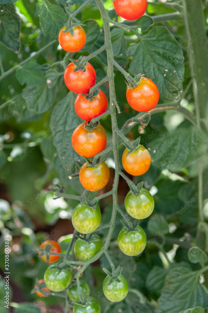 Green, orange and red cherry tomatoes ripening on the vine, vertical orientation.