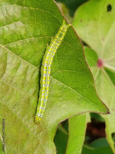 caterpillar on leaf - Alabama argillacea