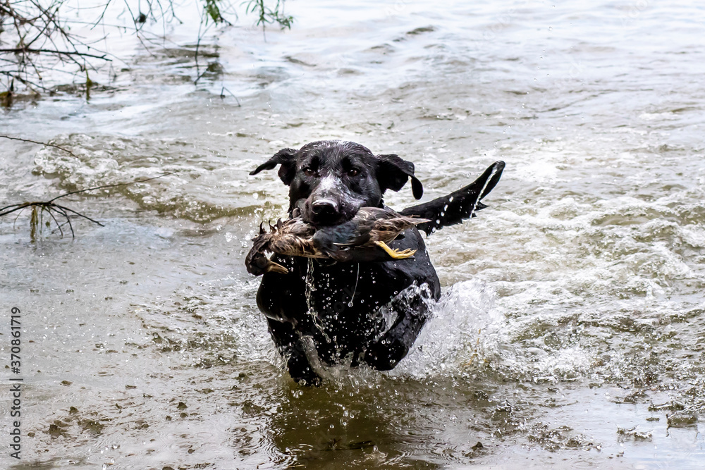 Champion filed labrador training to retrieve a duck Champion filed labrador training to retrieve a duck