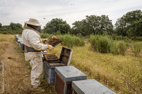 Rural and natural beekeeper, working to collect honey from hives with honey bees. Beekeeping concept, self-consumption, photo