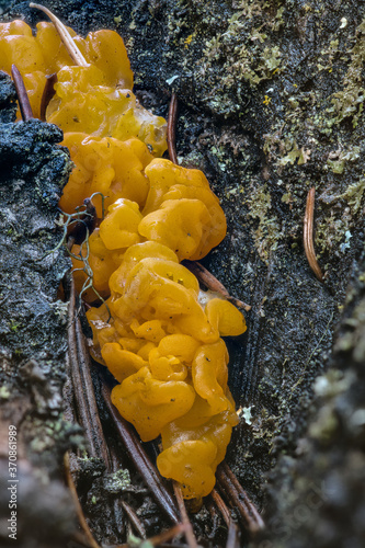 Fruiting Bodies of an Orange Jelly Fungus (Dacrymyces palmatus) photo