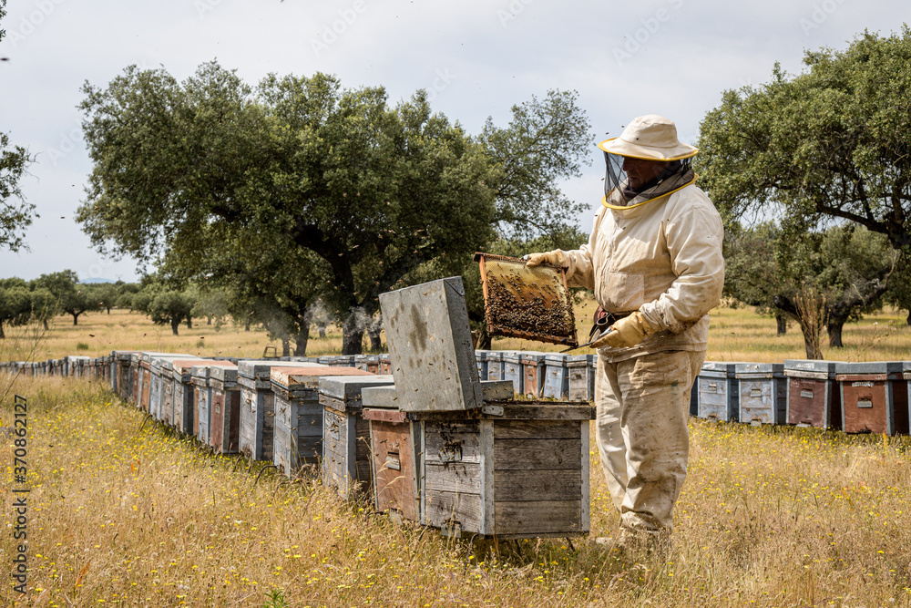 Beekeeper checking beehive in apiary Beekeeper checking beehive in apiary