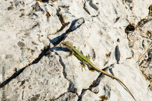 green lizard basking in the sun