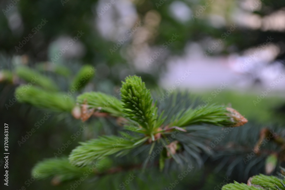 tree, green, nature tree, green, nature