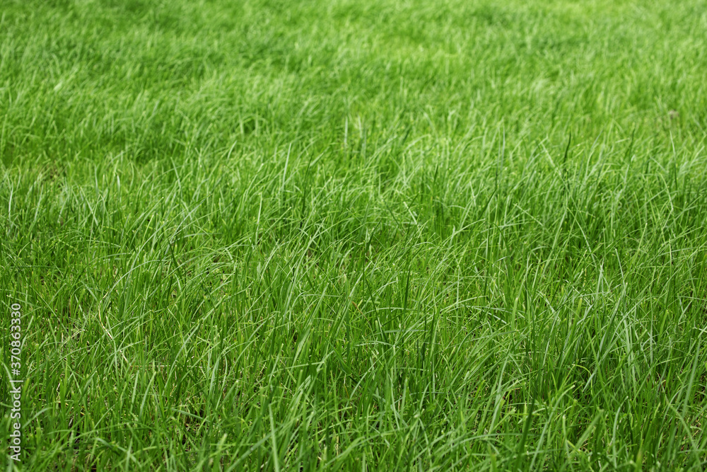tall green grass in a meadow, pasture, unmown green lawn or lawn tall green grass in a meadow, pasture, unmown green lawn or lawn