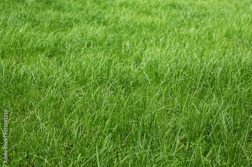 tall green grass in a meadow, pasture, unmown green lawn or lawn