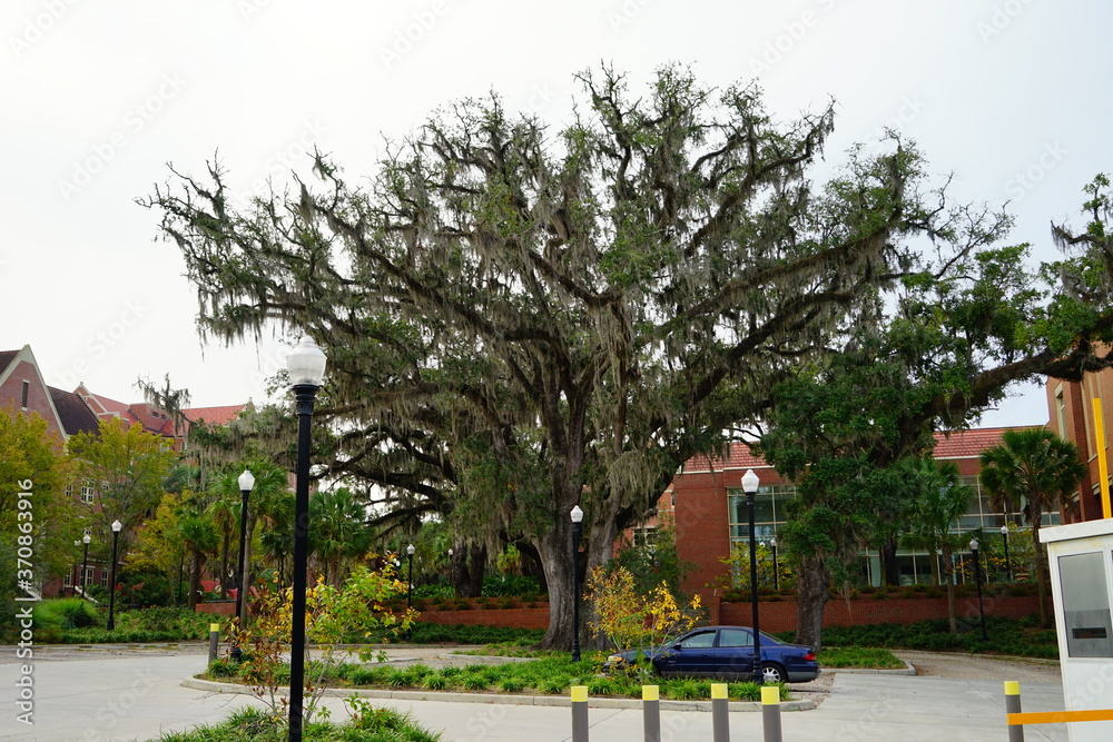Florida State University Campus building
Florida State University Campus building