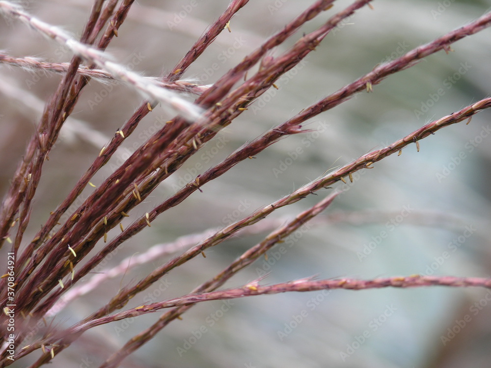 custom made wallpaper toronto digitalPink plant stems blowing in the wind with a soft focus in the background