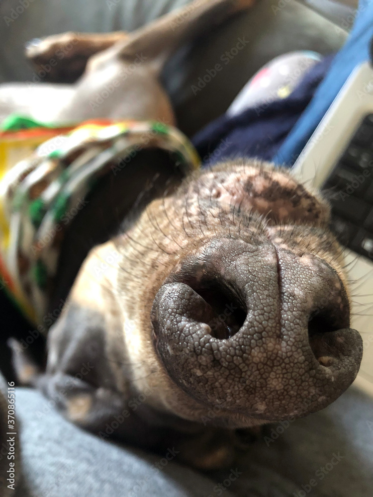 custom made wallpaper toronto digitalClose-up of happy and cuddly doberman pinscher snout, wearing a colorful bandana with eyes closed