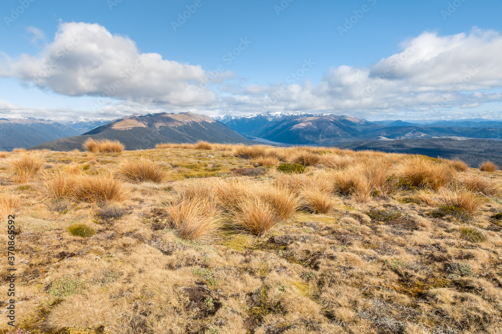 subalpine vegetation growing on hill in Nelson Lakes National Park, South Island, New Zealand subalpine vegetation growing on hill in Nelson Lakes National Park, South Island, New Zealand