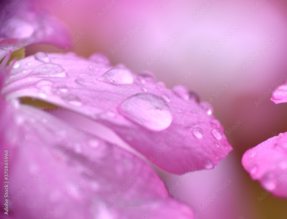 Pink geranium petal with water drops.