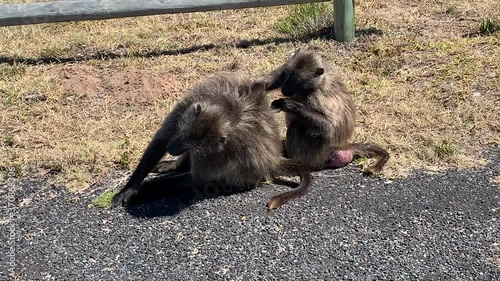 4K summer day video of baboons troop playing around parking area in Cape of Good Hope Nature Reserve, most popular tourist attraction, near Cape Town in Cape Peninsula, Western Cape, South Africa
