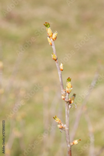 The buds on the blackcurrant Bush blooming in the spring © Viktoriya09