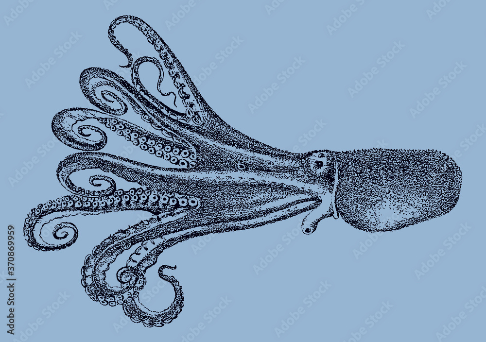 Webbed Feet Octopus Webfoot octopus amphioctopus fangsiao from the Pacific Ocean in side ...