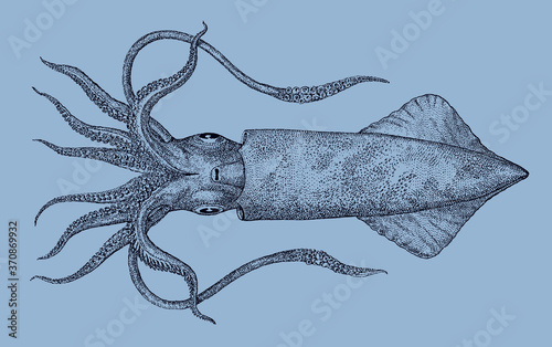 Swordtip squid uroteuthis edulis from the Indo-Pacific Ocean in underside view isolated on blue background, after antique illustration from 19th century photo