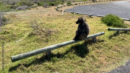 4K summer day video of baboons troop playing around parking area in Cape of Good Hope Nature Reserve, most popular tourist attraction, near Cape Town in Cape Peninsula, Western Cape, South Africa