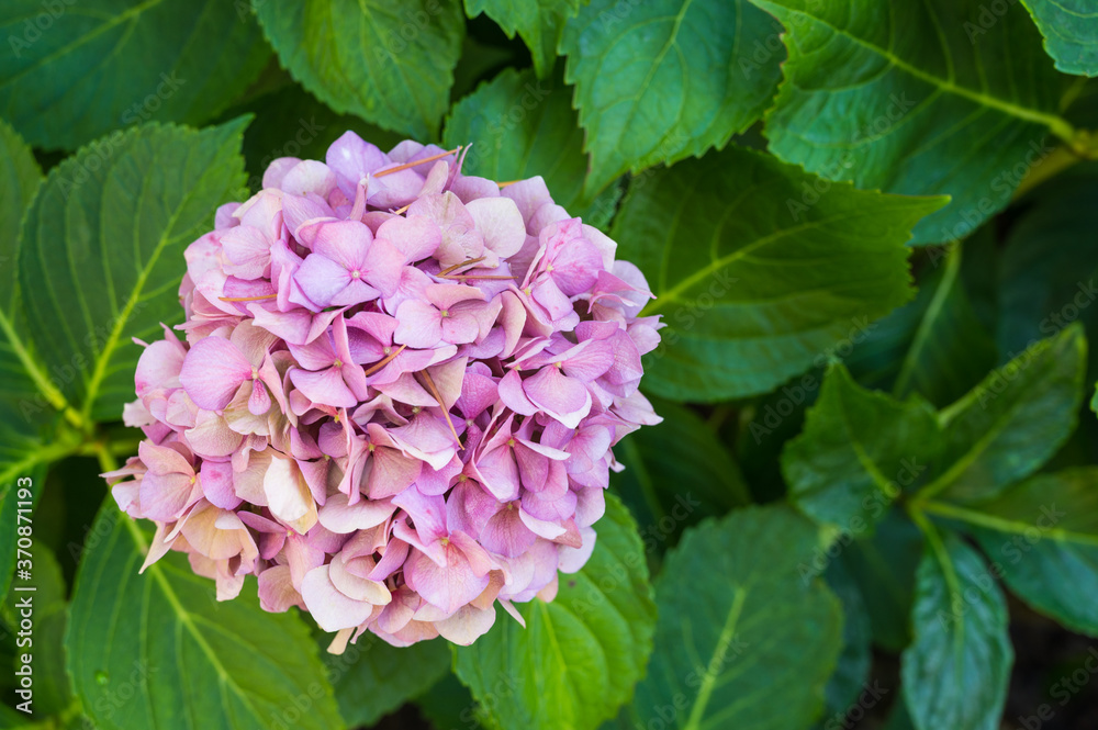 pink hydrangea