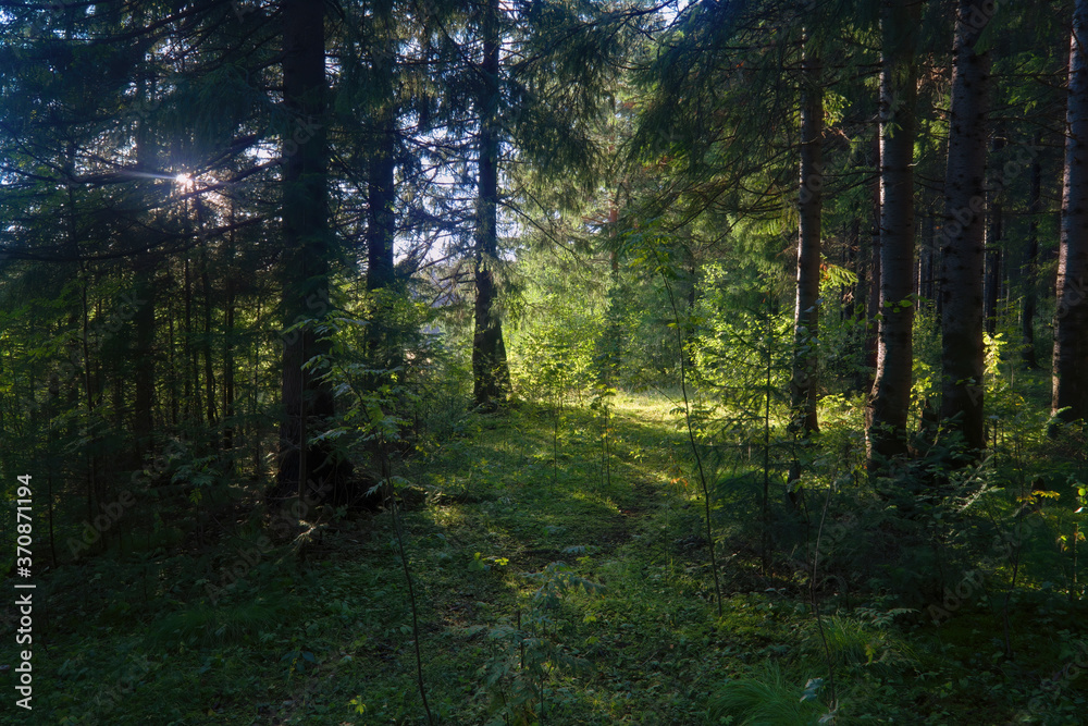 Obraz premium Summer landscape footpath in spruce forest on.