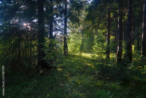 Summer landscape footpath in spruce forest on.